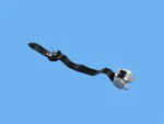 Seat Belt Retractor Mopar 5UZ23DX9AC. Fixed Price $217.09.
