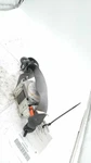 2012 Ford F150 Pickup Oem Silver Seat Belt CL3Z16611B09AB 166K Miles. Fixed Price $131.99.