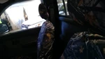 Tacoma 1999 Seat Belt Front 5446994. Fixed Price $150.00.